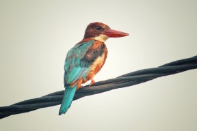 AYX官网-乌拉圭男篮在南美锦标赛中持续进步，篮坛新星纷纷现身，乌拉圭男篮实力