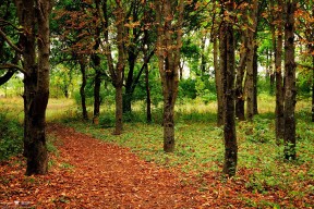 爱游戏 电竞-中国足球发展规划模糊，中国足球中长期发展规划(2016-2050年)