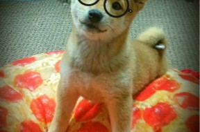 爱游戏体育APP下载-CBA球队加大青年球员培养力度争取打造核心竞争力，cba青年组