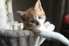 AYX体育-美洲杯明星赛：技艺与勇气的精彩展现，美洲杯参赛名单