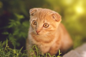 爱游戏娱乐网址-中国足球国家队开展技战术适应能力测试，足球实战技术训练