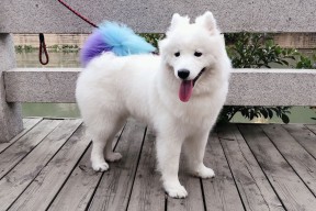 爱游戏体育官方网站-皮特·斯图斯：南非防线的基石，屡次化解危机，斯图皮特2021