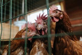 爱游戏电竞官网-科里·简：用精准的突破和传球创造无数进攻机会，科里古德最新消息