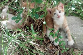 AYX SPORTS-中国男子4×200米自由泳接力赛场表现亮眼，4×200米自由泳接力赛视频