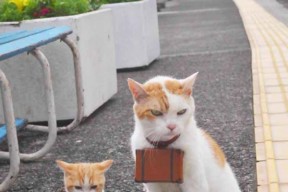 爱游戏平台-女子蝶泳冠军配速波形图解读，女子蝶泳100