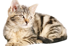 爱游戏娱乐网址-火箭新人接受中文采访展现亲和力，火箭考察新秀