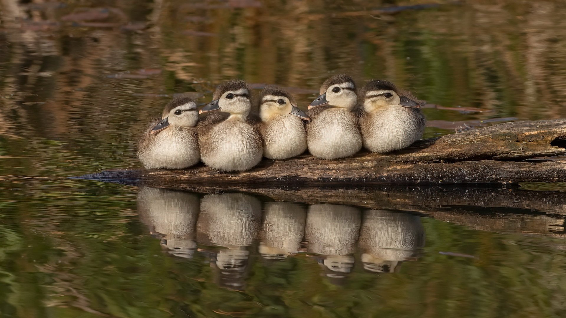 中国足球发展规划模糊，中国足球中长期发展规划(2016-2050年)