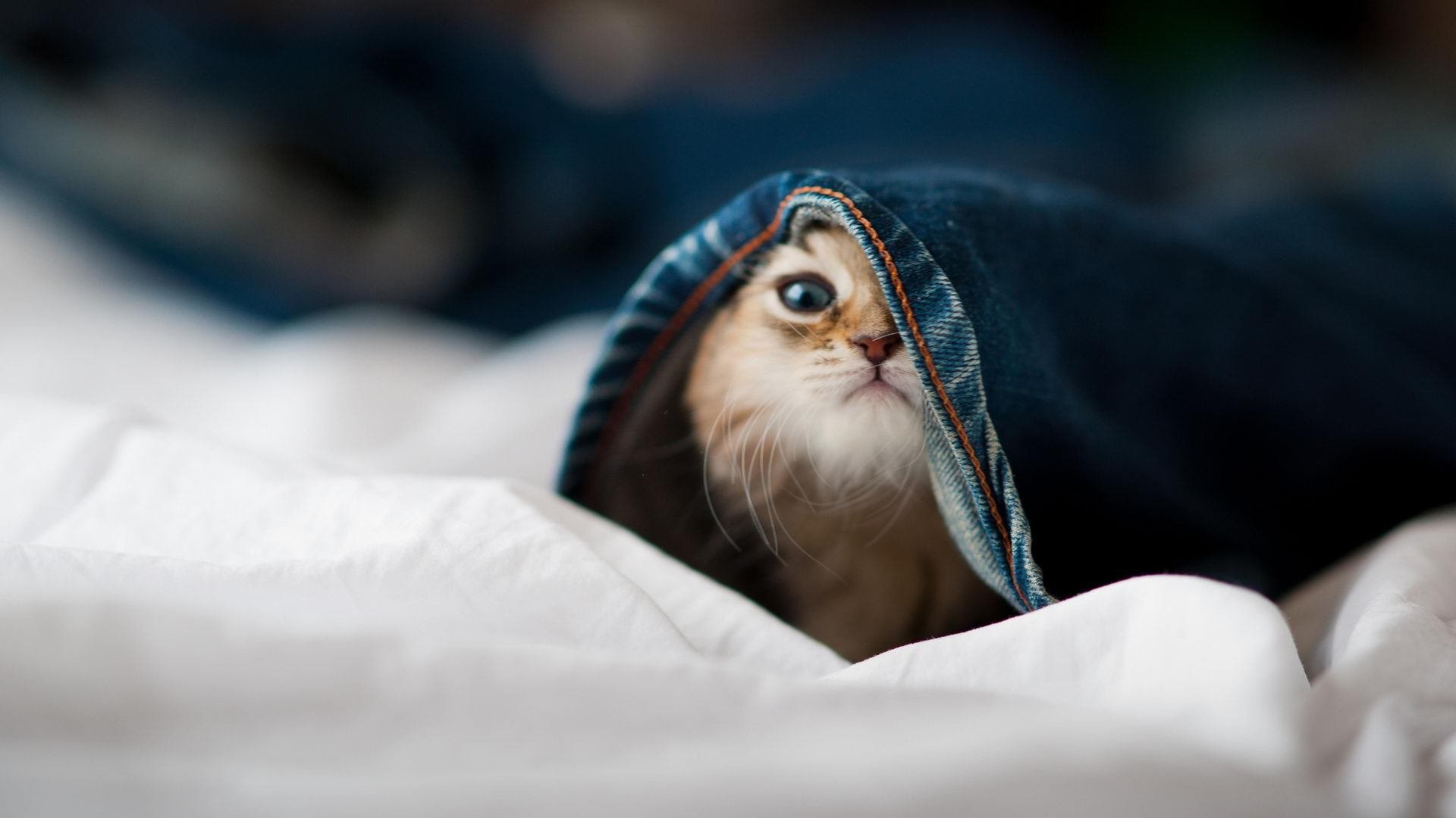 体育新闻中心参与体育内容版权国际合作项目，专业的体育新闻网站