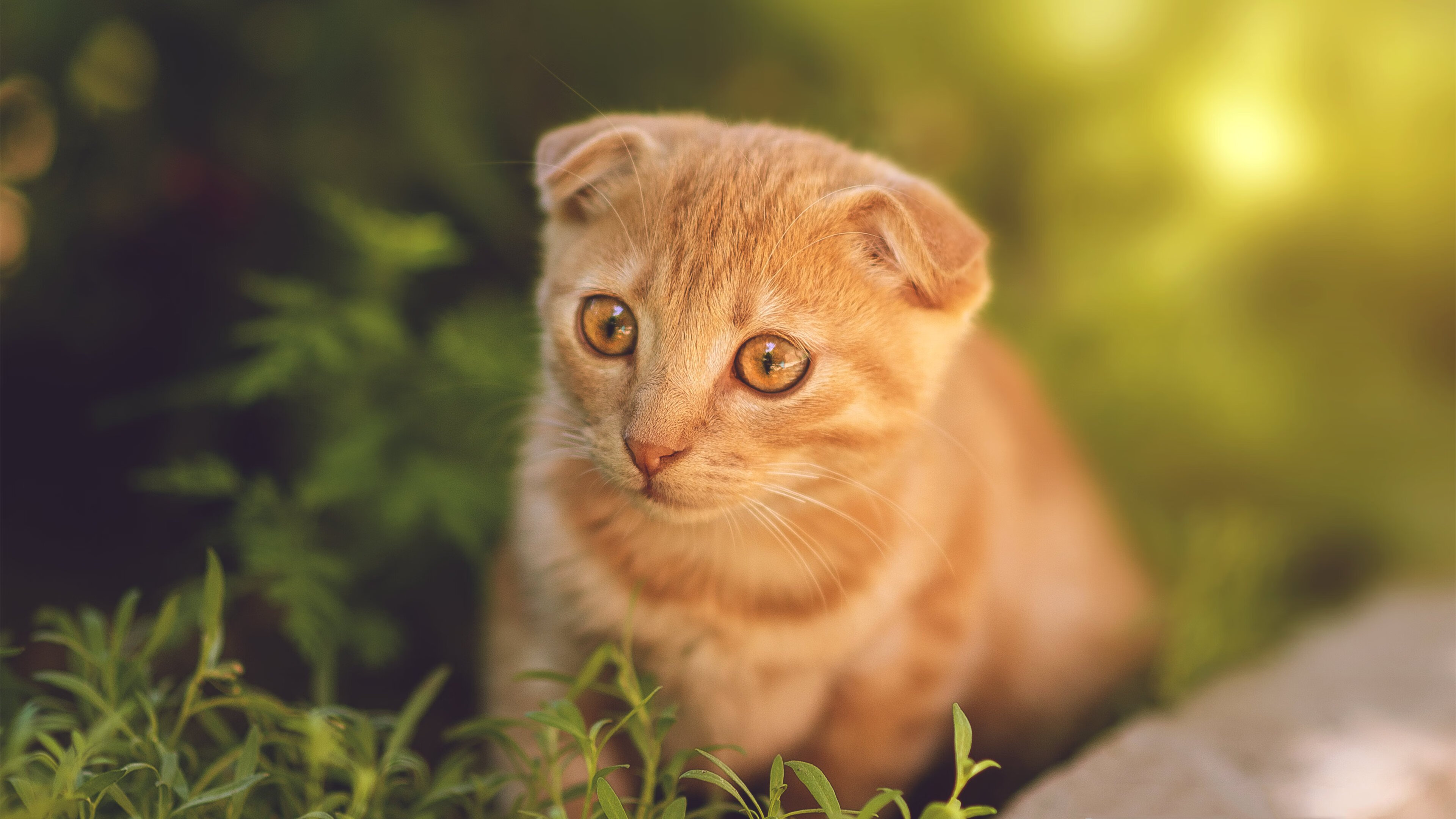 女子蝶泳冠军配速波形图解读，女子蝶泳100