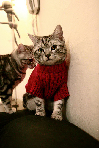 教练组建立跨项研讨机制实现经验共享，2020年跨界跨项教练员破格