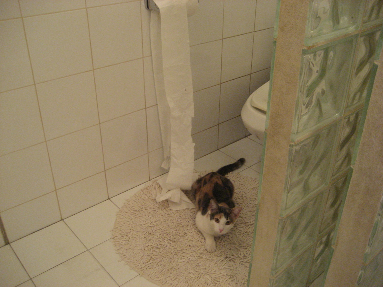 未来突破！澳大利亚乒乓球队如何应对国际强队的挑战，澳大利亚乒乓球水平怎么样