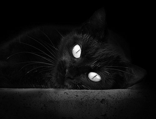 美国队在国际乒联混合团体世界杯中的团体协作与个人表现,美国乒乓球队名单