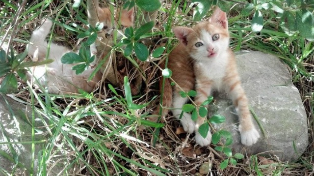 门将脚下技术是否直接影响整队控球稳定性,门将下地