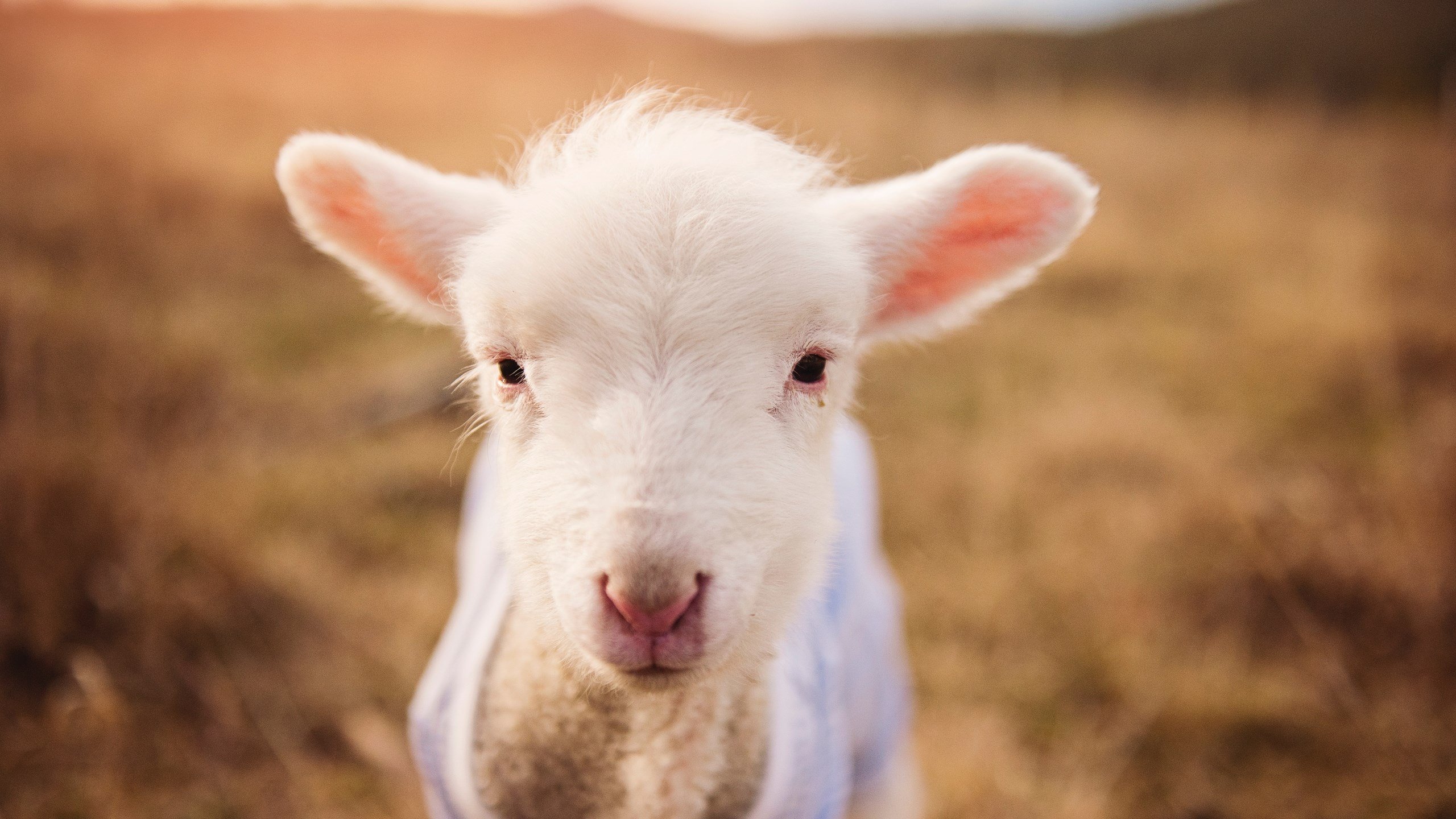 国家足球协会发布青训营报名指南与时间说明,中国足协青训中心报名电话