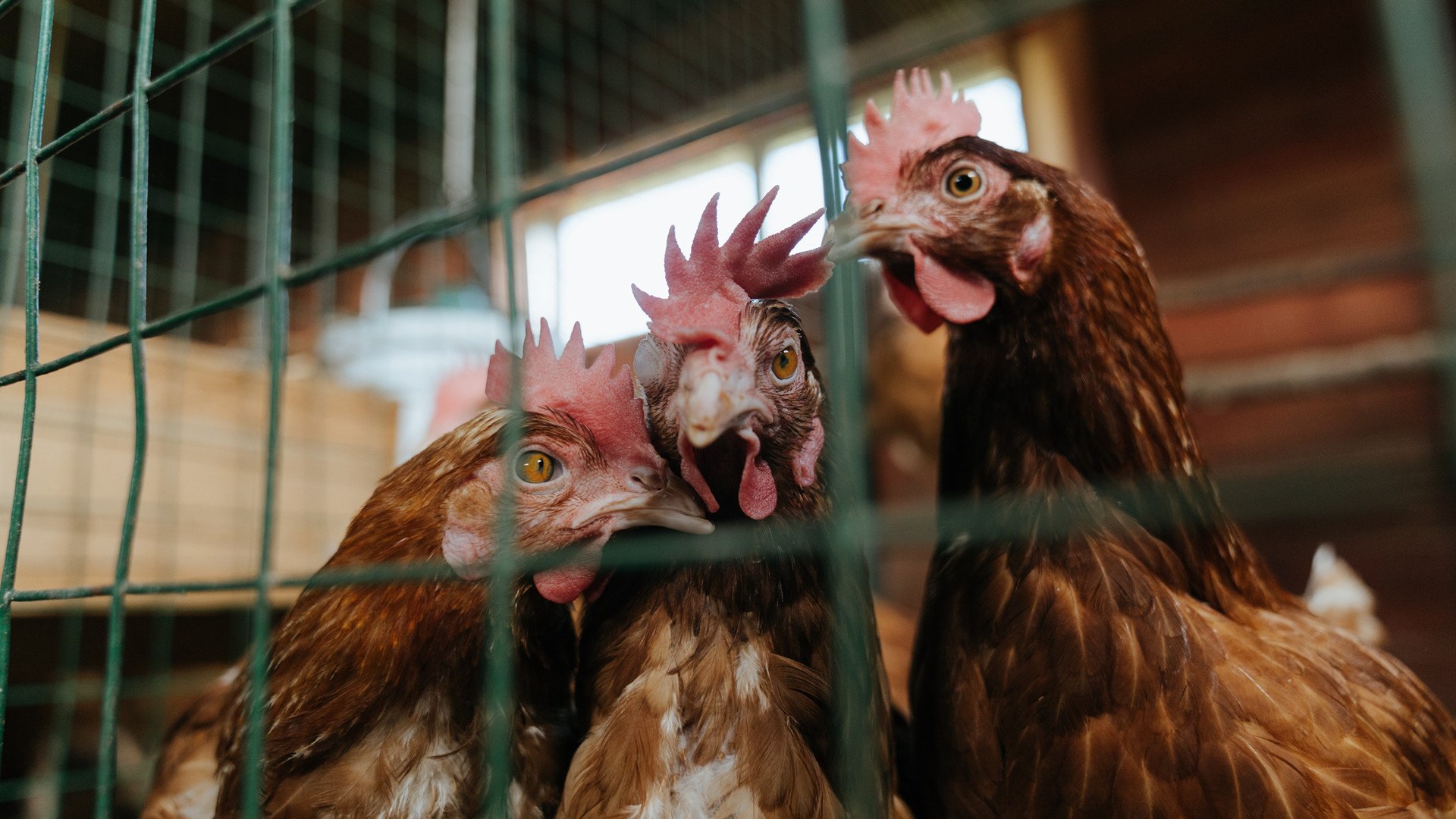 科里·简：用精准的突破和传球创造无数进攻机会，科里古德最新消息