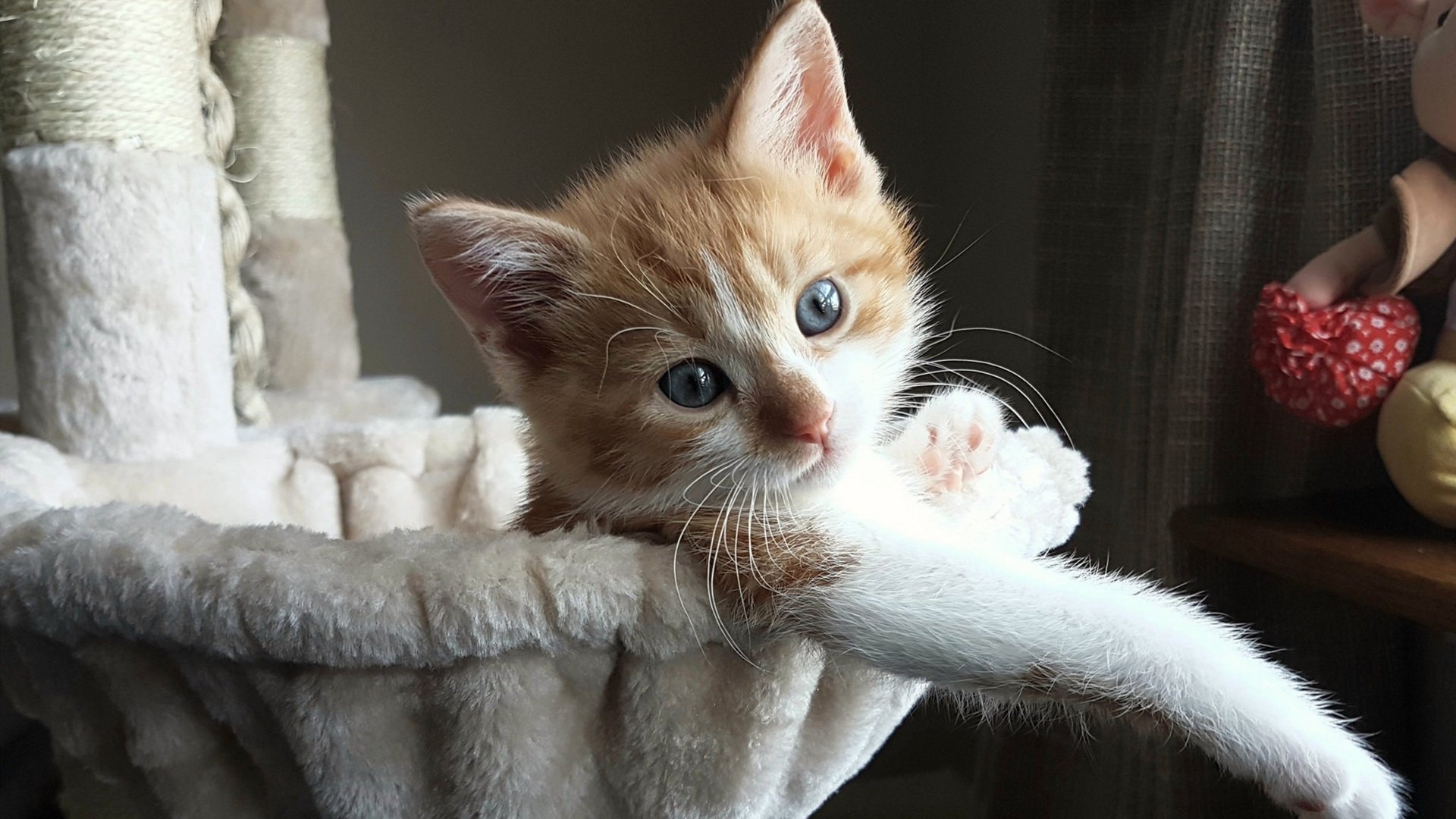 美洲杯明星赛：技艺与勇气的精彩展现，美洲杯参赛名单