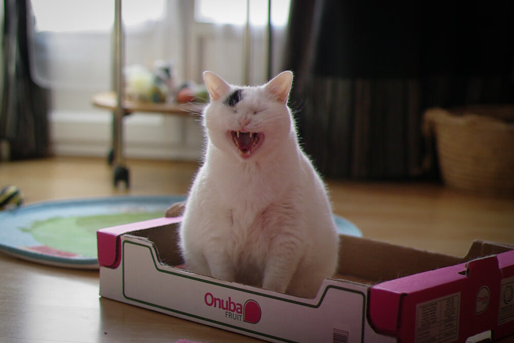 自由泳预赛吉尔吉斯斯坦多人晋级，自由泳世锦赛